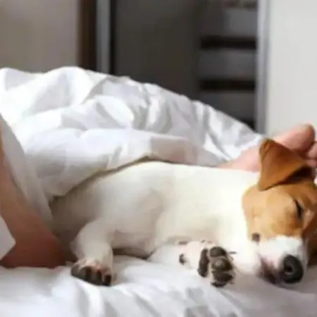 Lejlighed Zilte Stilte Oostende